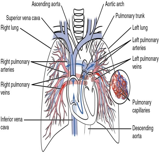 Interventional Radiology Equipment